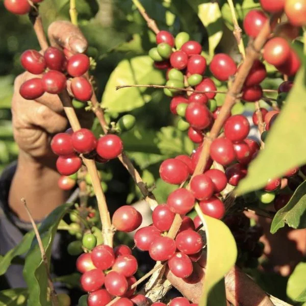 גוואטמלה פרי