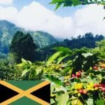 גמייקה בלו מאונטיין