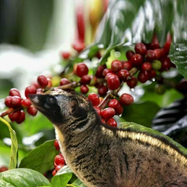 Wild Copi Luwak1