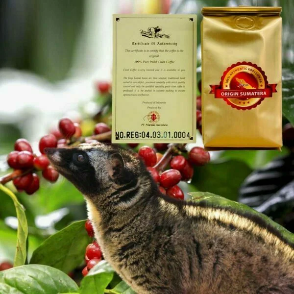 Wild Copi Luwak Pic
