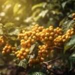 Yellow Bourbon Coffee Brazil