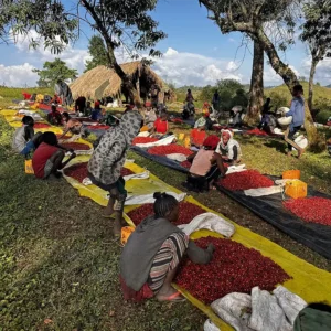 Gesha Vilage Ethiopia Web