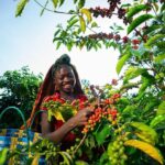 גישה אתיופיה Ethiopian Gesha Coffee