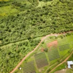 גישה אתיופיה Ethiopian Gesha Coffee B Copy