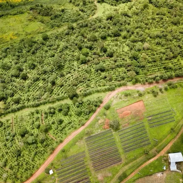 גישה אתיופיה Ethiopian Gesha Coffee B Copy