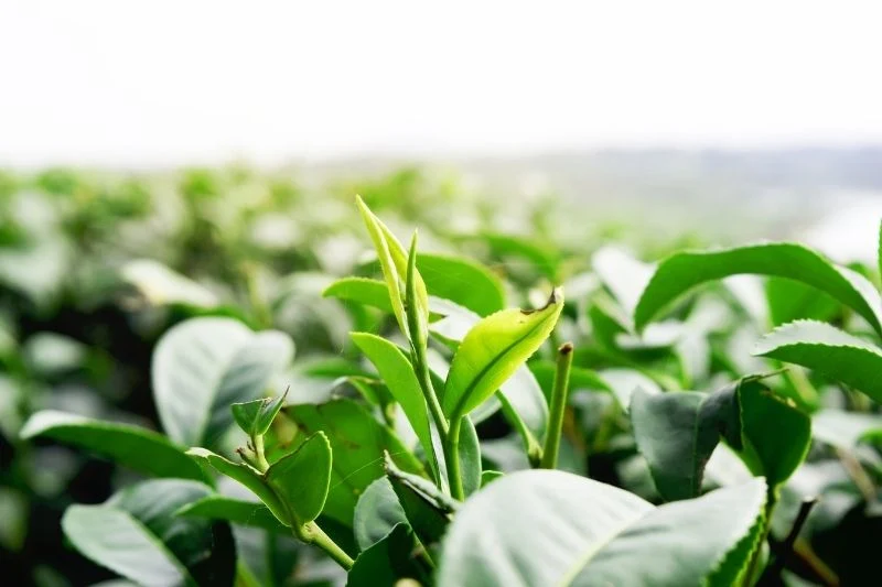 Matcha Leaves